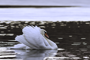 Image showing beautiful mute swan displaying courtship behaviour