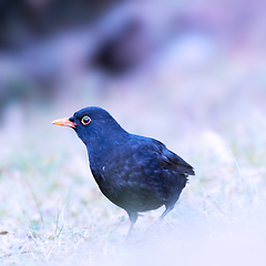 Image showing common blackbird foraging for food