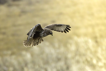 Image showing common european buzzard in flight