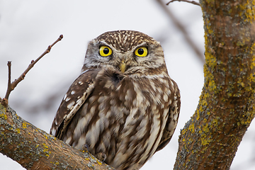 Image showing curious little owl looking at the camera