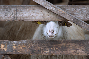Image showing curious sheep looking through the fence