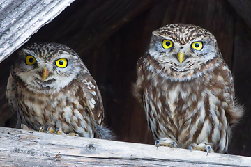 Image showing little olws couple on wooden beam