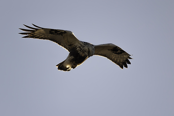 Image showing marsh harrier in flight over sky background