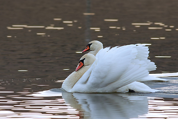 Image showing mute swans couple on pond