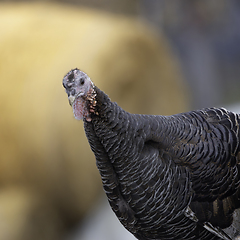 Image showing portrait of curious turkey