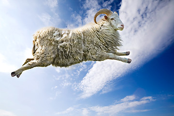 Image showing Flying Sheep