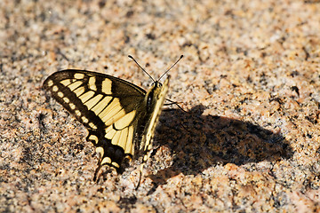 Image showing Swallowtail Butterfly