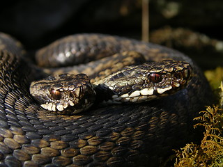 Image showing Norwegian snakes_25.04.2005