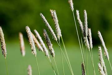 Image showing Wild Grass Macro