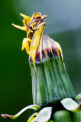 Image showing Dandelion bud