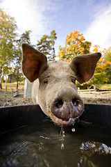 Image showing Pig at Water Bowl