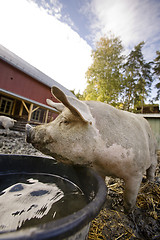 Image showing Content Pig