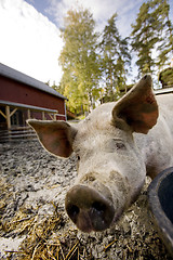 Image showing Curious Pig