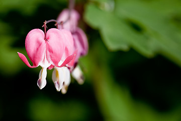 Image showing Bleeding Heart