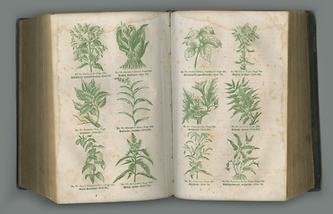 Image showing Old book, plants and herbs in literature for biology, medical study or ancient vintage pages against studio background. Historical novel, botanical journal or paper of natural medieval remedy