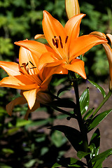 Image showing Orange Lilly