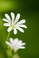 Image showing White Flower