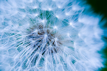 Image showing Dandelion Seed Background