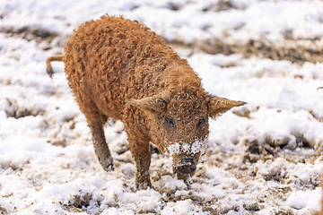 Image showing Hungarian mangalitsa pig