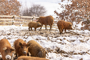 Image showing Group of young mangalitsa pigs