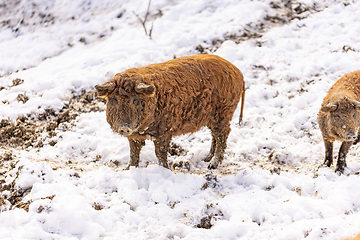 Image showing Hungarian mangalitsa pig