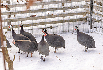Image showing Group of guinea fowl