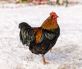 Image showing Free range cock in the winter