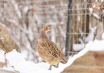 Image showing Female European common pheasant