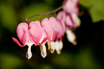 Image showing Bleeding Heart Flower