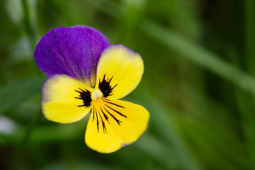 Image showing Purple and Yellow flower