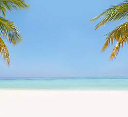 Image showing Landscape, sea and beach with palm tree in summer, mockup space or blue sky background by island. Nature, leaves and water in ocean for sustainability, holiday or vacation for sunshine in environment