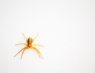 Image showing Yellow Spider