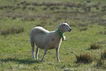Image showing Sheep_25.04.2005