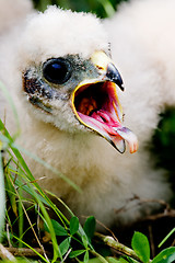 Image showing Prairie Falcon Chick