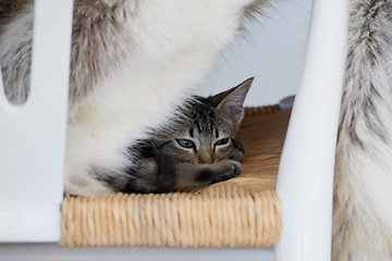 Image showing Chair, kitten or tired cat in home with fatigue in lying down for nap feeling lazy, sleepy or curious. Relax, cute pet or exhausted furry domestic animal resting in lounge, living room or apartment