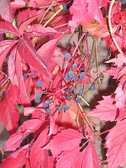 Image showing Berries