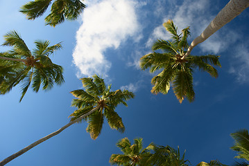 Image showing coconut palm-trees in maragogi, Brazil