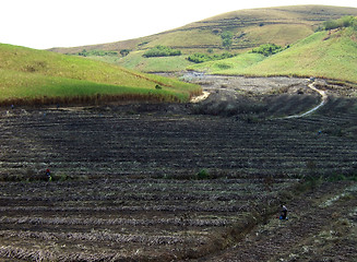 Image showing Burning land in sugar cane harvest