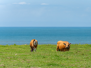 Image showing Two cows grazing near the sea in Medewi, Bali, Indonesia