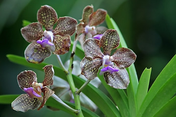 Image showing Vanda, Orchid