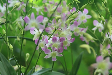 Image showing Vanda, Orchid