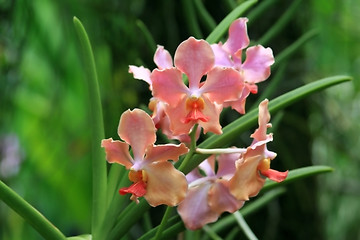 Image showing Vanda, Orchid