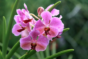Image showing Vanda, Orchid