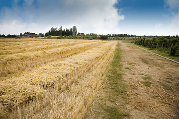 Image showing Hay Field