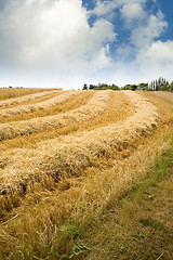 Image showing Hay Field