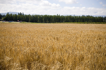 Image showing U Pick Berry Farm