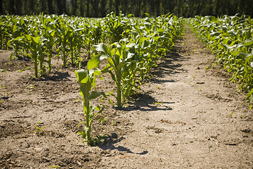 Image showing Rows of Corn