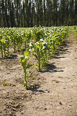 Image showing Rows of Corn