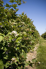 Image showing U Pick Berry Farm