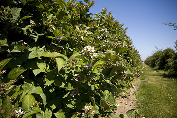 Image showing U Pick Berry Farm